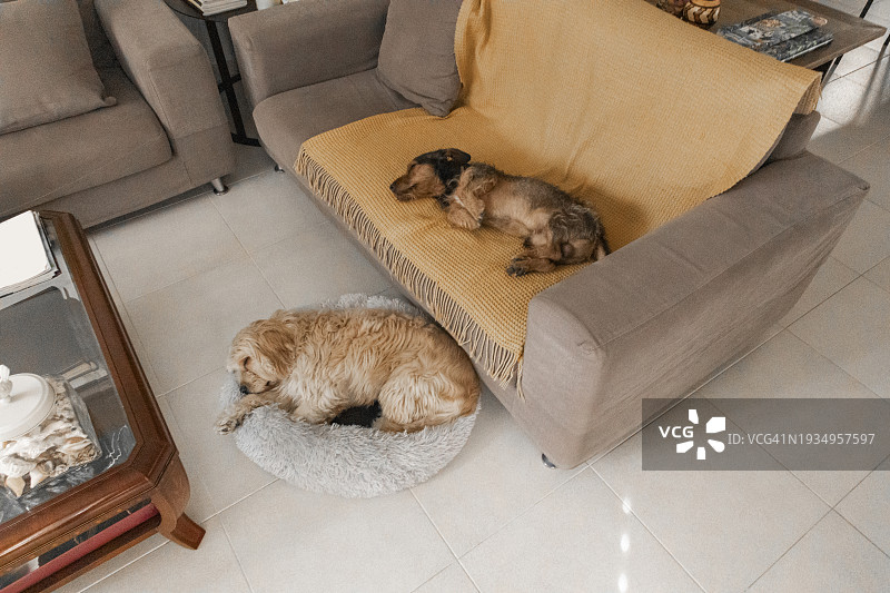 两只被收养的狗在客厅里一起睡觉图片素材