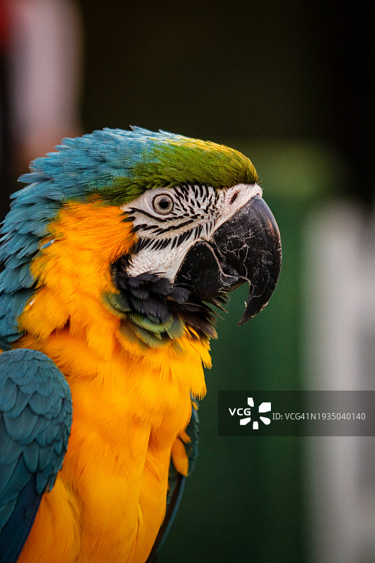 金色和蓝色金刚鹦鹉的特写图片素材