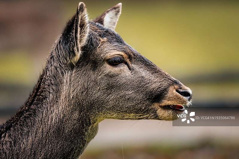 鹿的特写图片素材