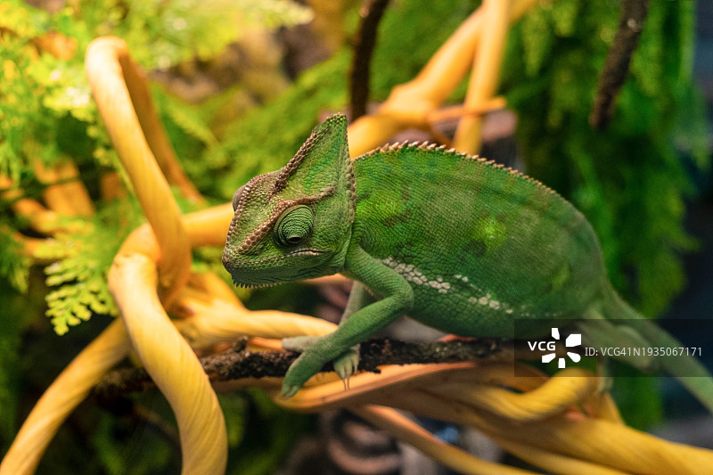 帕森变色龙特写图片素材