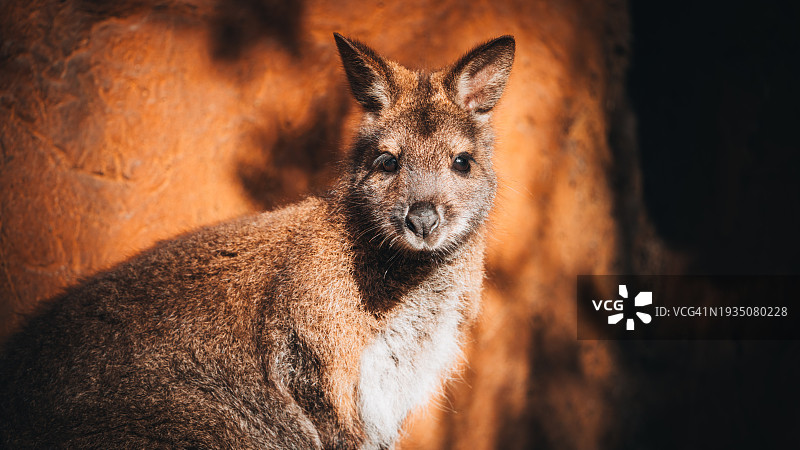 美国圣塔芭芭拉动物园的袋鼠特写图片素材