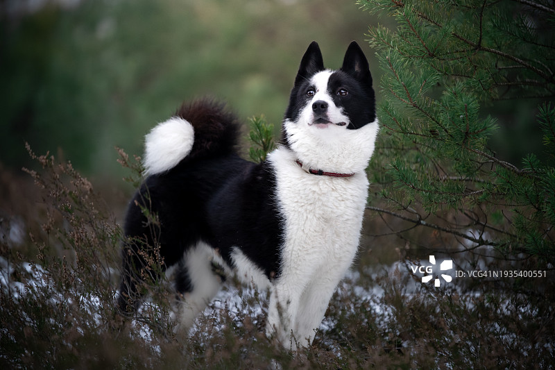 俄罗斯-欧洲莱卡犬肖像图片素材