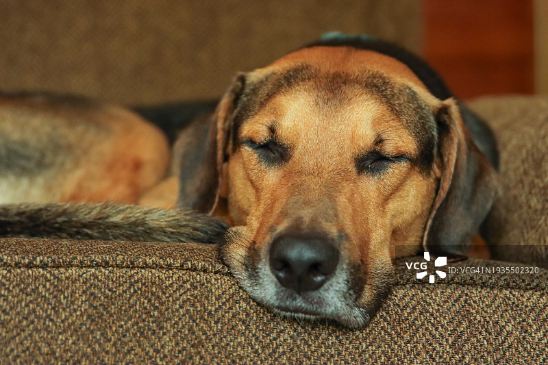 小狗睡在沙发上图片素材