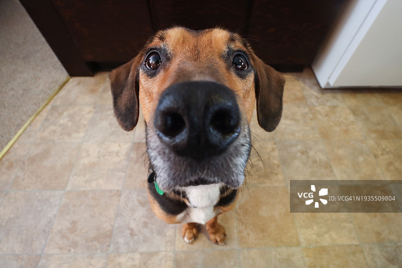 狗狗坐着乞求食物图片素材