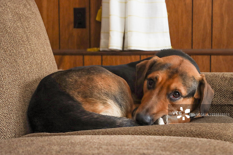 蜷缩在沙发上的狗图片素材