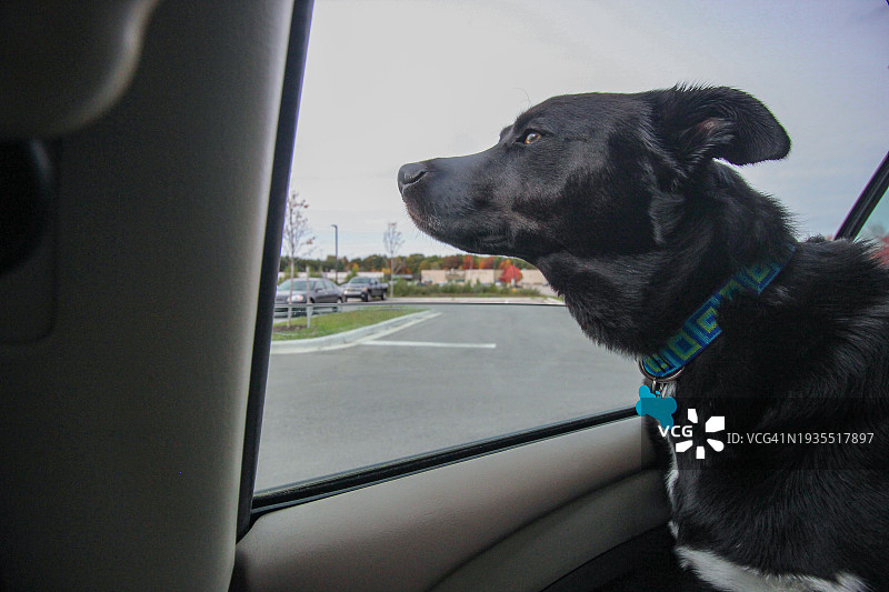 黑色宠物狗凝视着车窗外图片素材