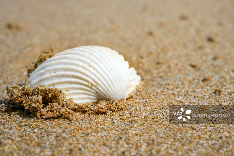 意大利泰尔莫利海滩上的美丽贝壳特写图片素材