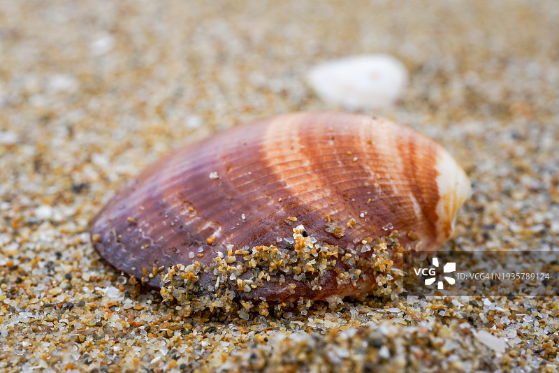 意大利泰尔莫利海滩上的美丽贝壳特写图片素材