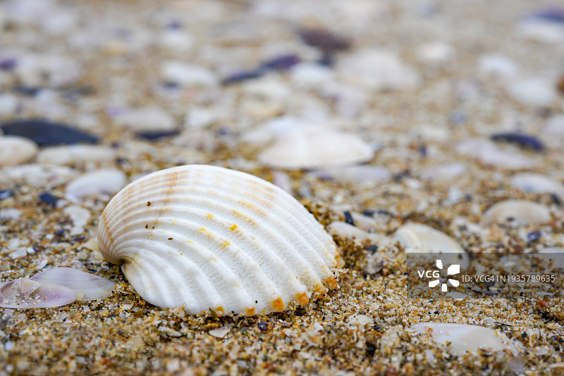 意大利泰尔莫利海滩上的美丽贝壳特写图片素材