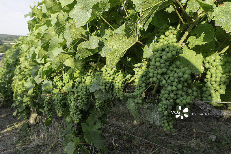 法国兰斯，香槟葡萄园中的葡萄藤图片素材