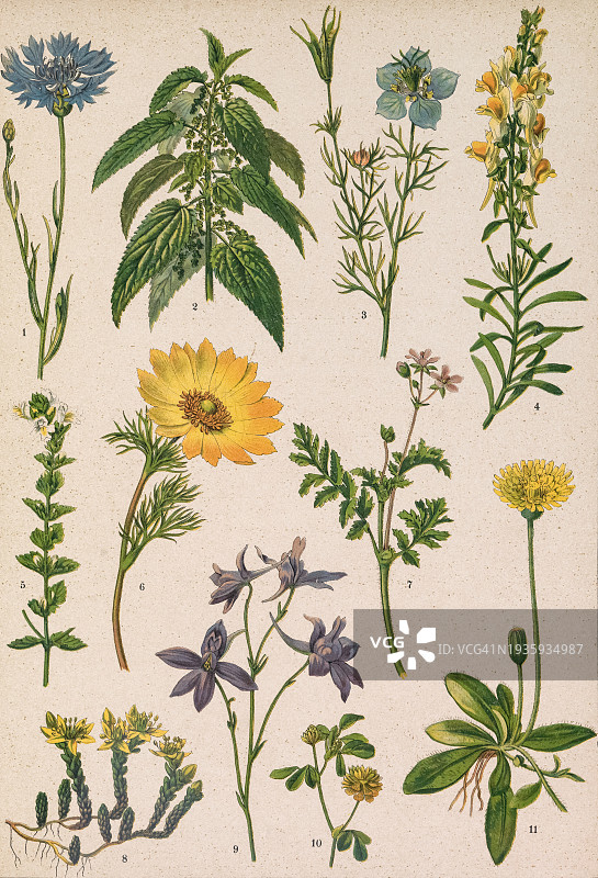 绘有不同植物的彩色板图片素材