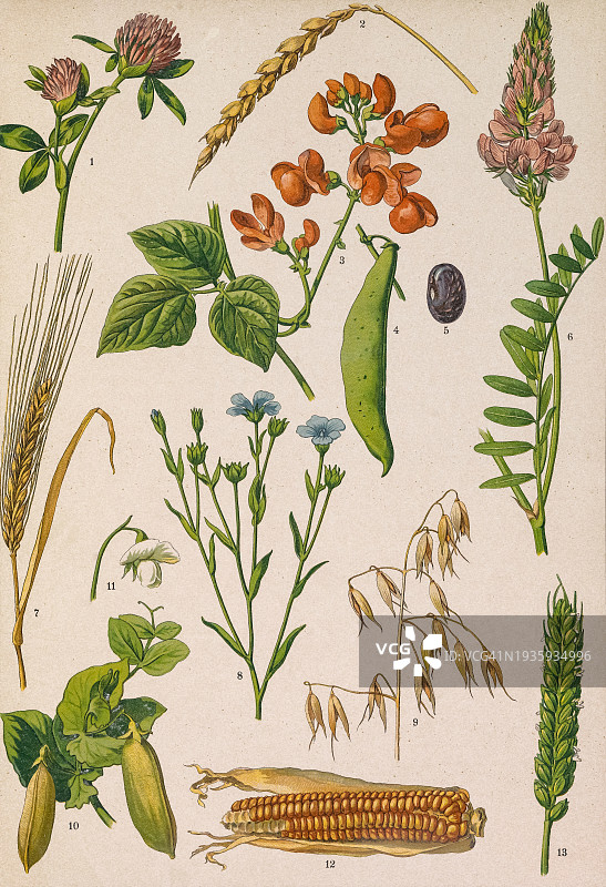 绘有不同植物的彩色板图片素材