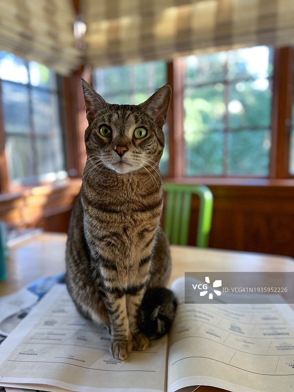 桌子上的猫图片素材