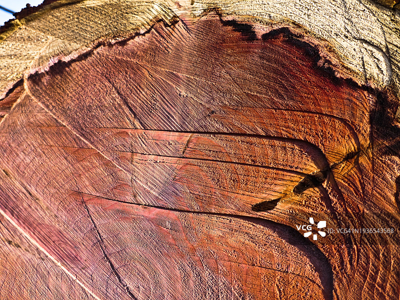 大型红豆树的切枝图片素材