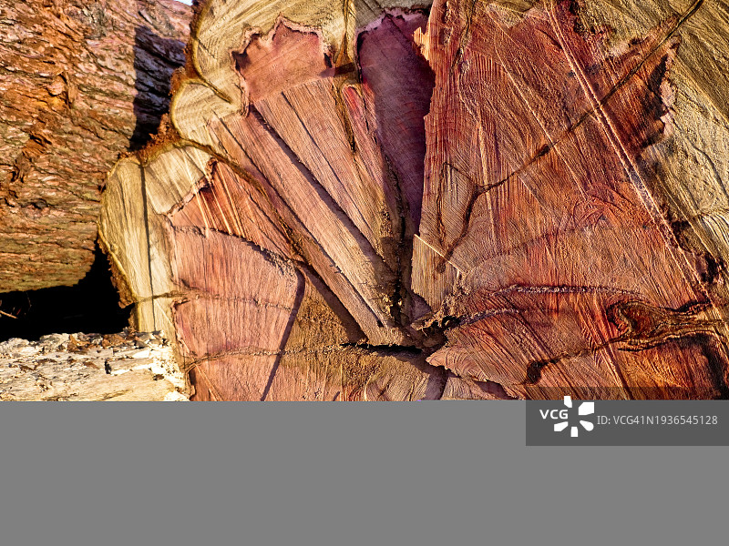 大型红豆树的切枝图片素材