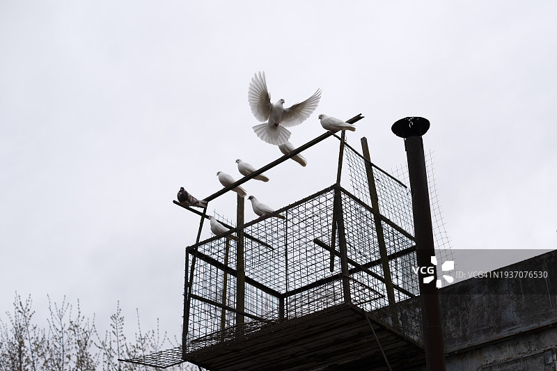 白色鸽子图片素材