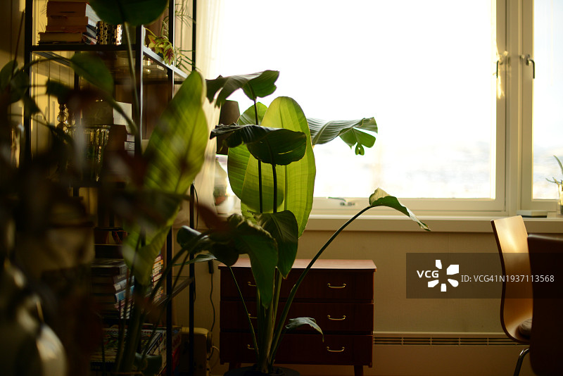 客厅里的绿色植物图片素材