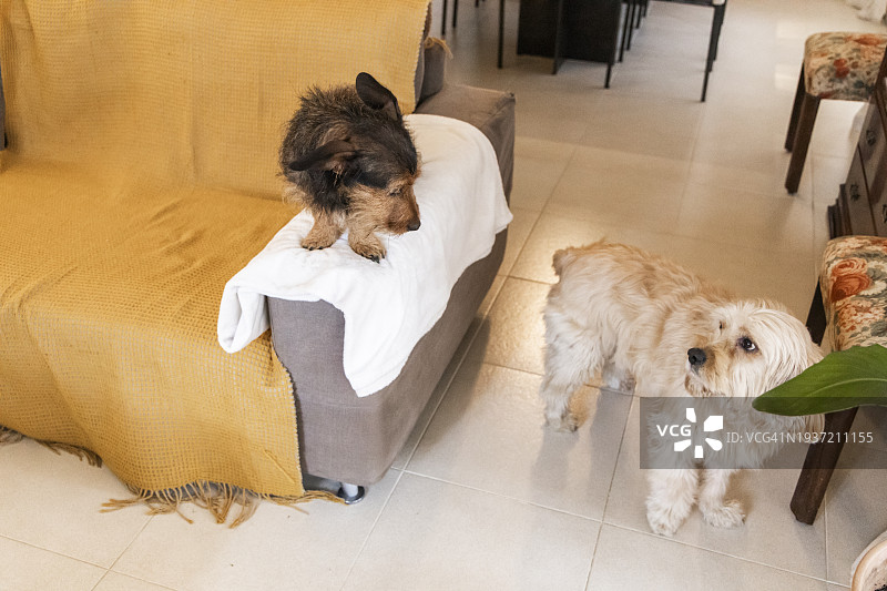 有趣的腊肠犬站在沙发顶上看着它的兄弟图片素材