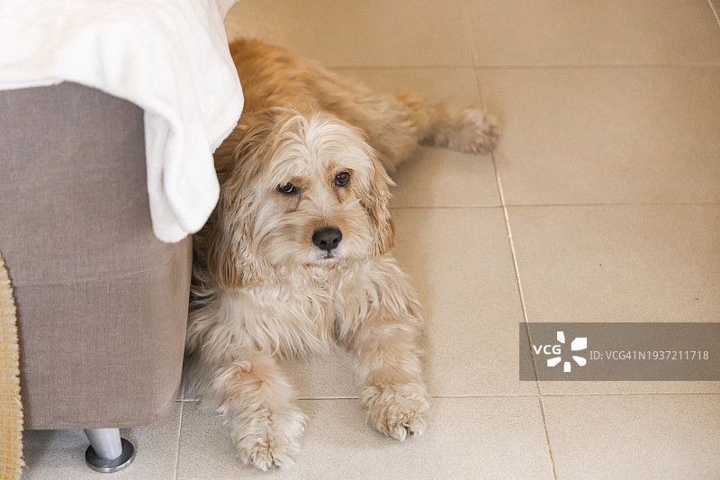 拉布拉多犬在客厅休息图片素材