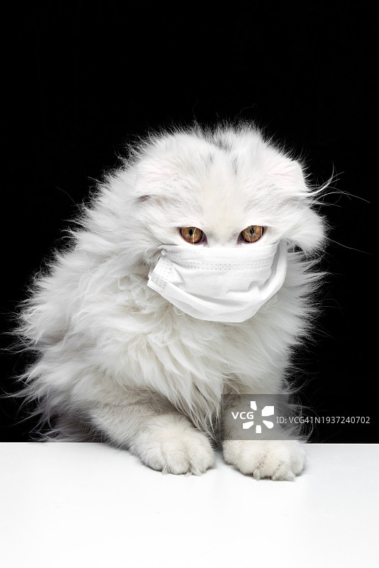 戴医用口罩的金吉拉混血苏格兰折耳长毛猫图片素材