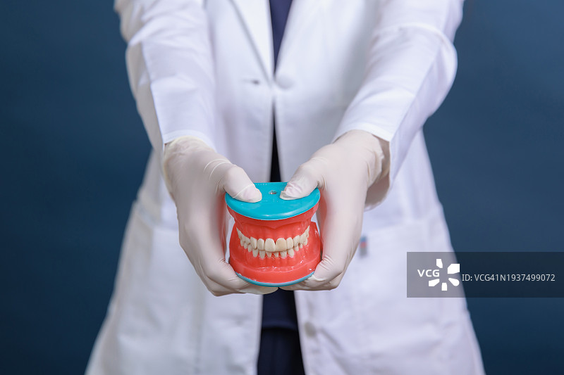 医生展示手中的牙齿模型图片素材