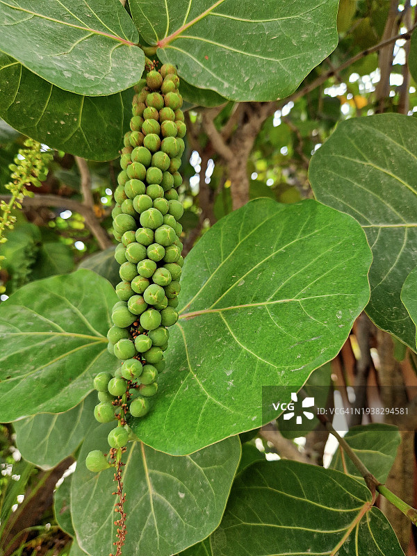 生的海葡萄未成熟果实图片素材