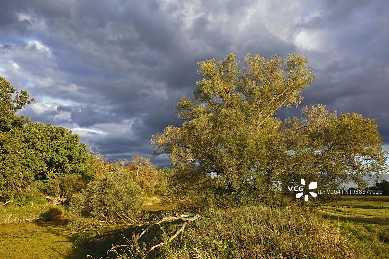 德国萨克森-安哈尔特州中部易北河生物圈保护区牛轭湖的秋季氛围图片素材