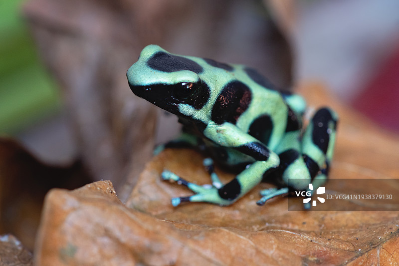 绿色和黑色箭毒蛙图片素材