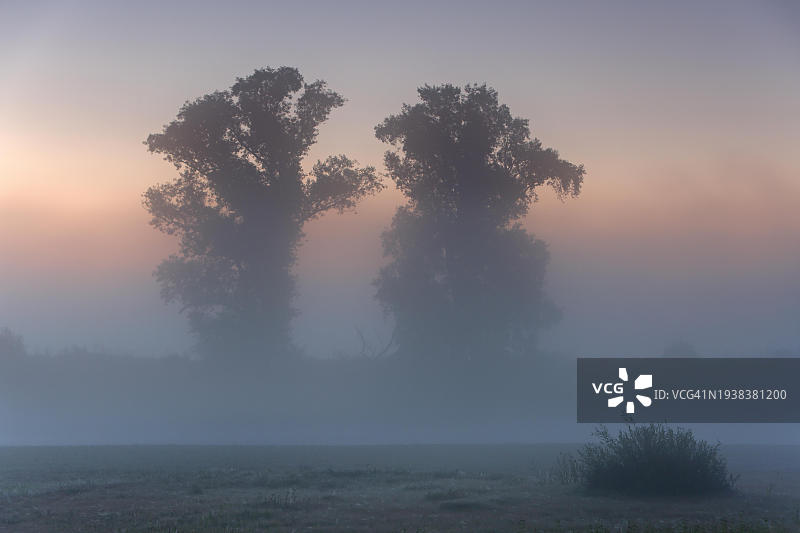 德国萨克森-安哈尔特州中部易北河生物圈保护区，日出前牛轭湖洪泛森林中秋季多雾的景象图片素材