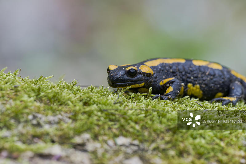 火蜥蜴（Salamandra salamandra），德国下萨克森州，欧洲图片素材