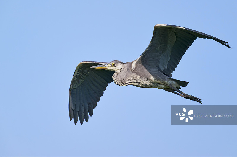飞行中的苍鹭，德国下萨克森州，欧洲图片素材