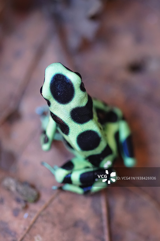 绿色和黑色箭毒蛙图片素材