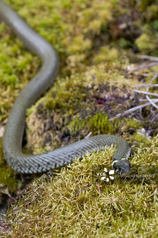 草蛇，巴伐利亚，德国，欧洲图片素材