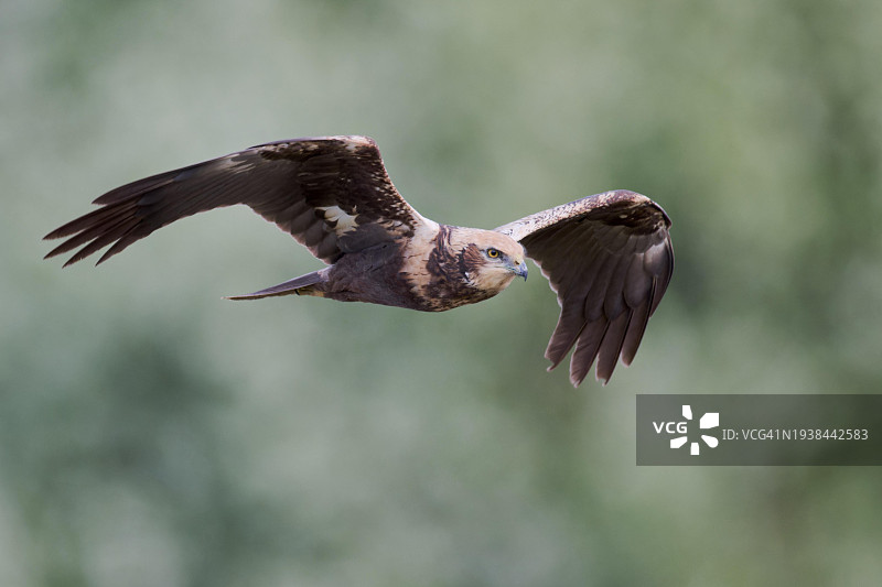 在德国下萨克森飞行的西方沼泽鹞（Circus aeruginosus）雄性图片素材