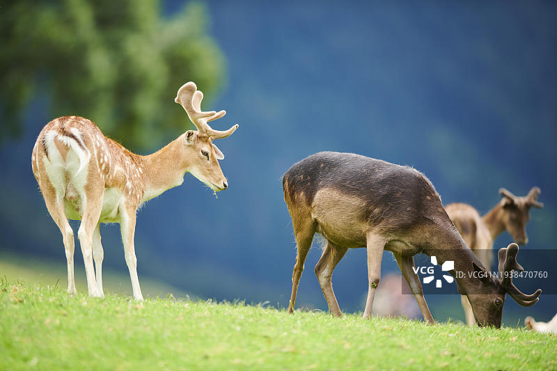 奥地利蒂罗尔，草地上站立的欧洲黑鹿图片素材