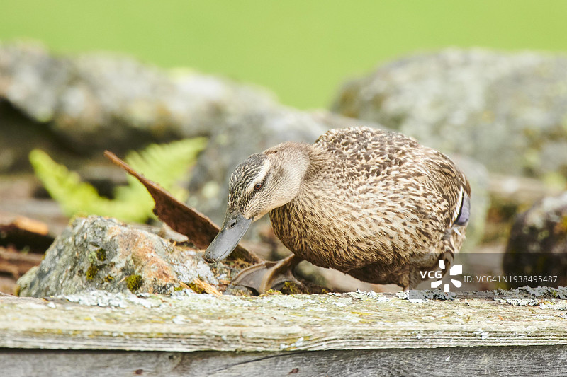绿头鸭（雌性）在腐木中觅食图片素材