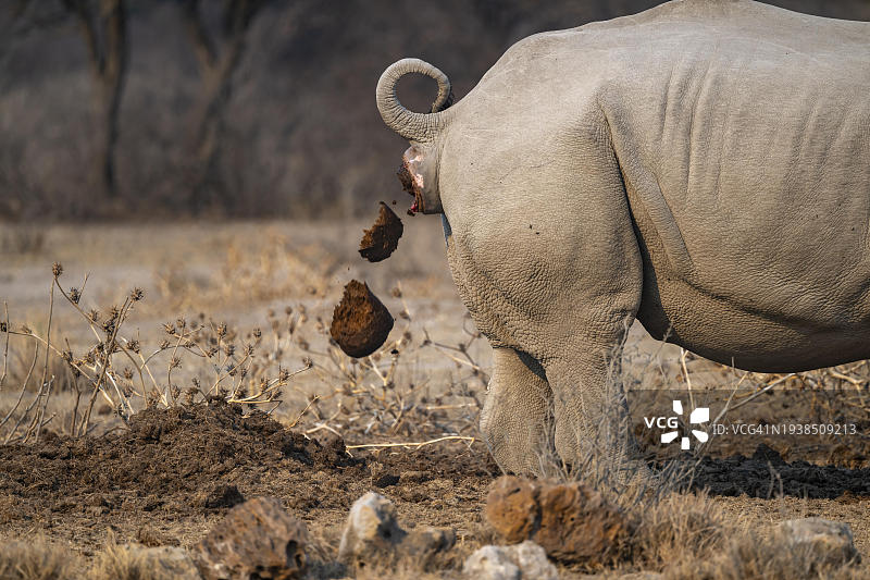 犀牛粪便，博茨瓦纳卡玛犀牛保护区图片素材