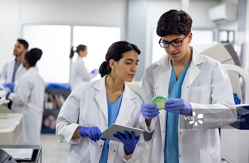 微生物学家在实验室观察培养皿中的真菌培养物图片素材