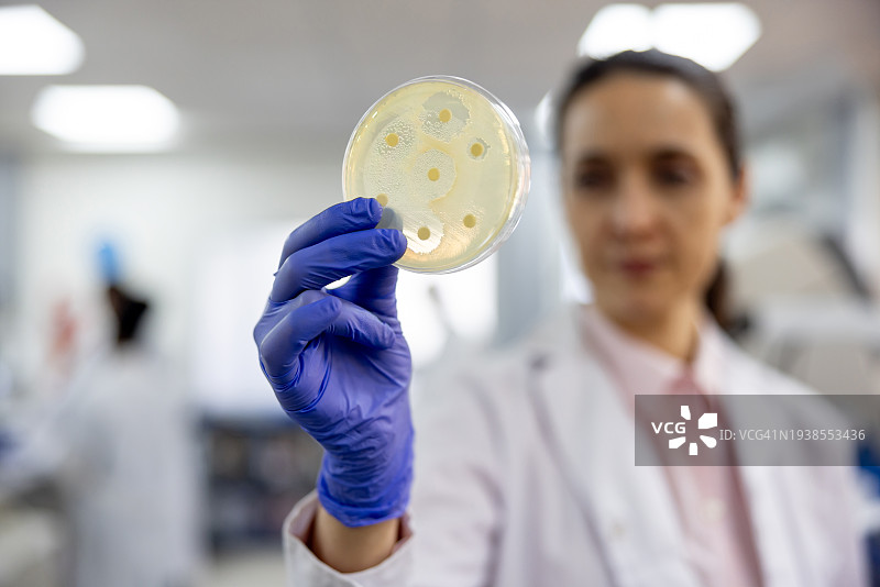 科学家在实验室观察真菌培养图片素材