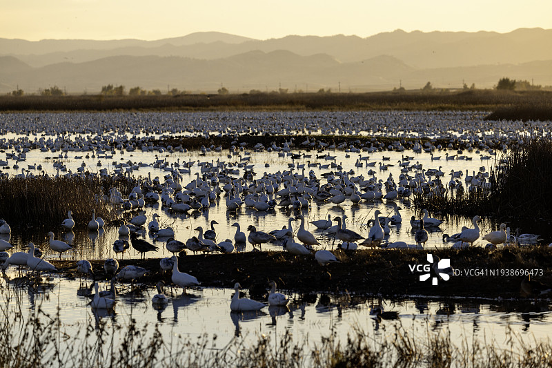 冬季迁徙栖息地的水禽，包括雪雁图片素材