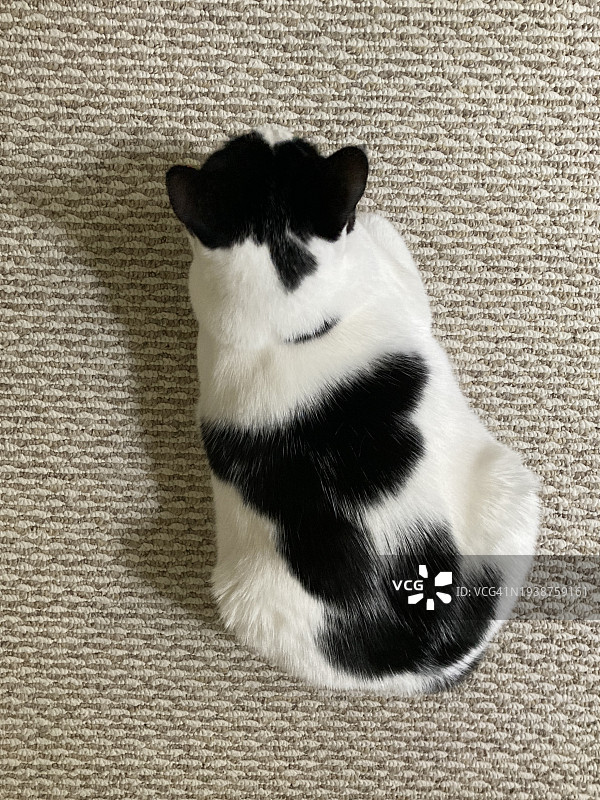 黑白猫“猫咪面包”造型俯视照片图片素材