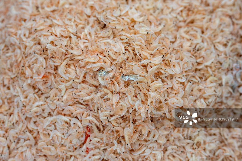 小虾米干图片素材