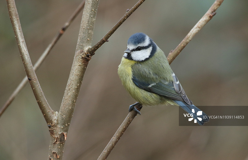 栖息在树枝上的蓝山雀图片素材