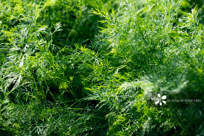 菜园中带有蔬菜农场背景的绿色沙拉叶图片素材