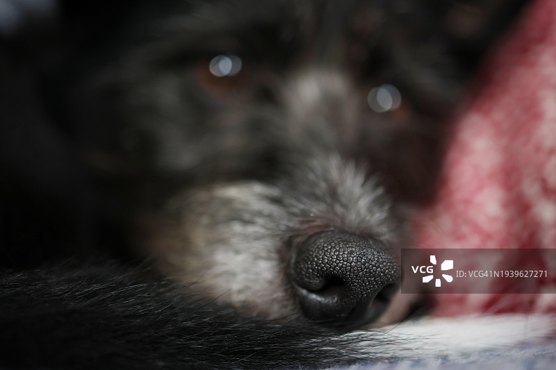 狗鼻子图片素材