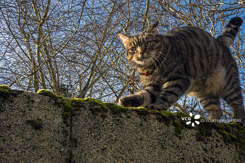 虎斑猫沿着石墙行走图片素材