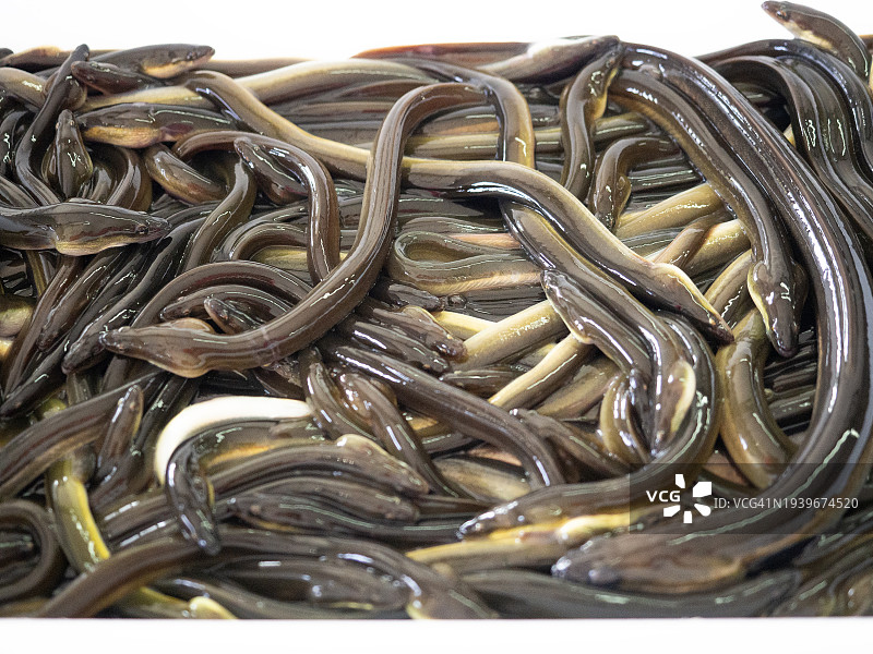市场上出售的鳗鱼图片素材