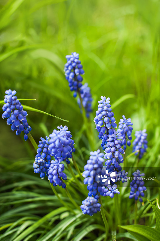 绿色背景上的毒蝇伞特写，蓝色野生风信子图片素材