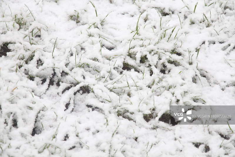 雪下草地图片素材