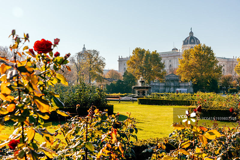 阳光明媚的维也纳人民花园玫瑰园图片素材